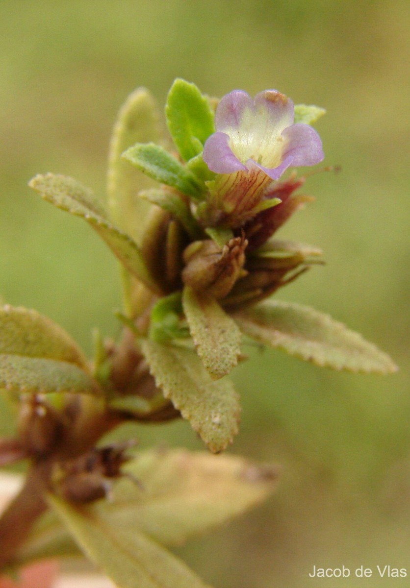 Limnophila repens (Benth.) Benth.